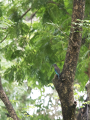 野鳥撮影、インドブッポウソウ。