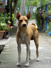 吠えてくる犬も優しさで接すれば伝わります。