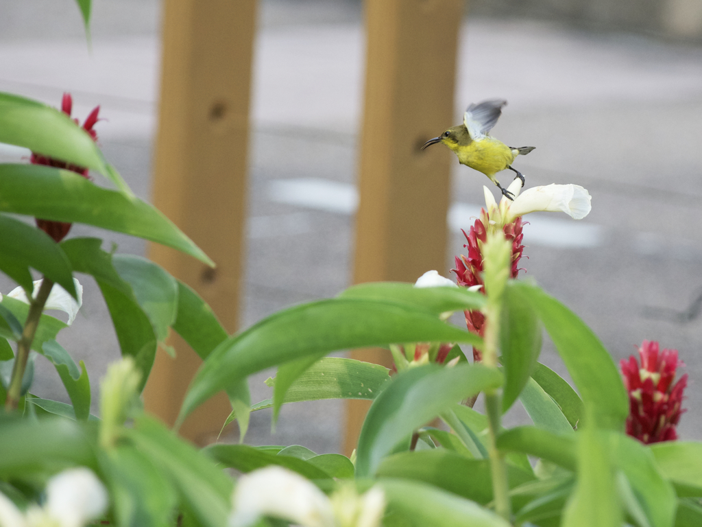 野鳥への道2。。。