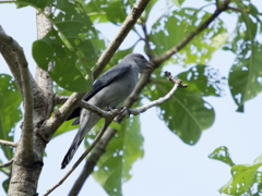 珍鳥、アサクラサンショウクイ