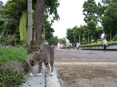 ルンピニ公園の見張り役。