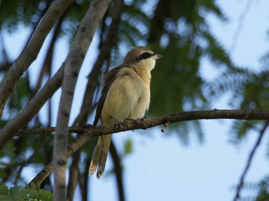 モフモフ赤百舌鳥さん。