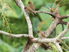 野鳥撮影、シマキンパラ。