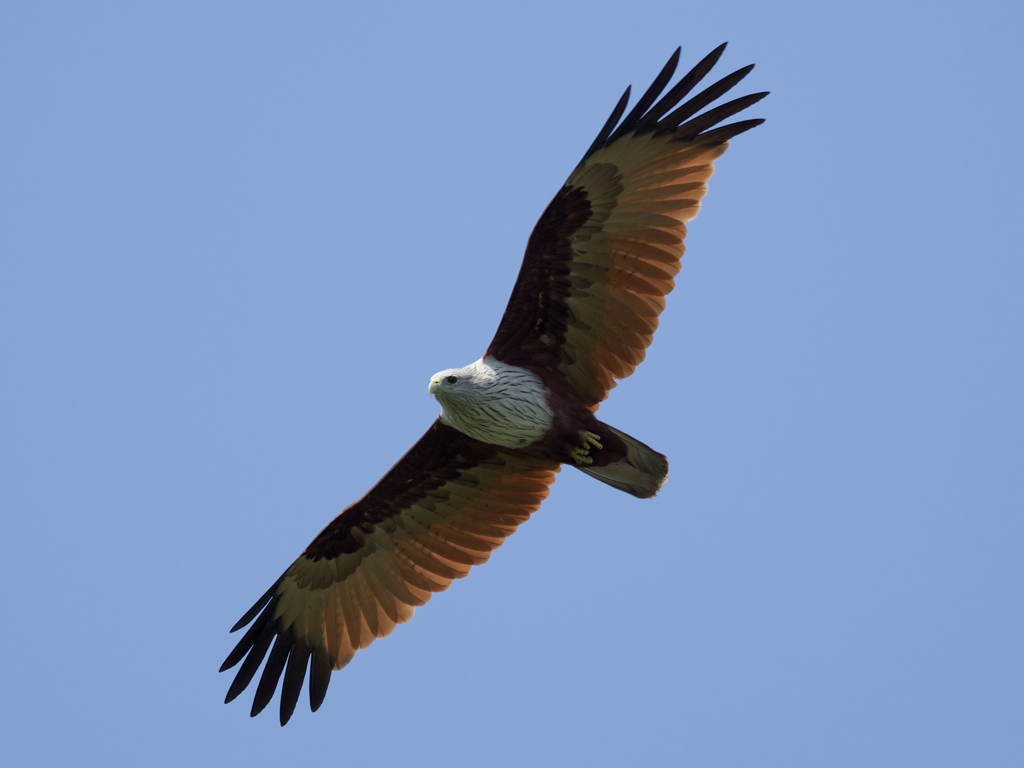 シロガシラトビ6