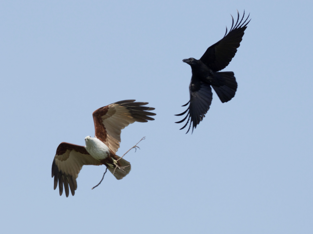 シロガシラトビ2