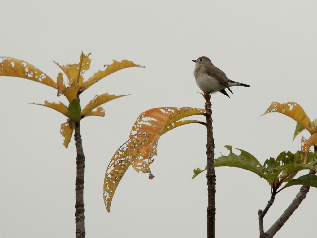 野鳥求めて。オジロビタキ