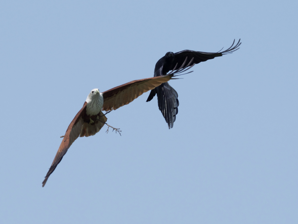 シロガシラトビ4