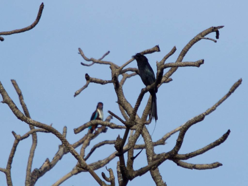 カザリオウチュウwithアオショウビン。2