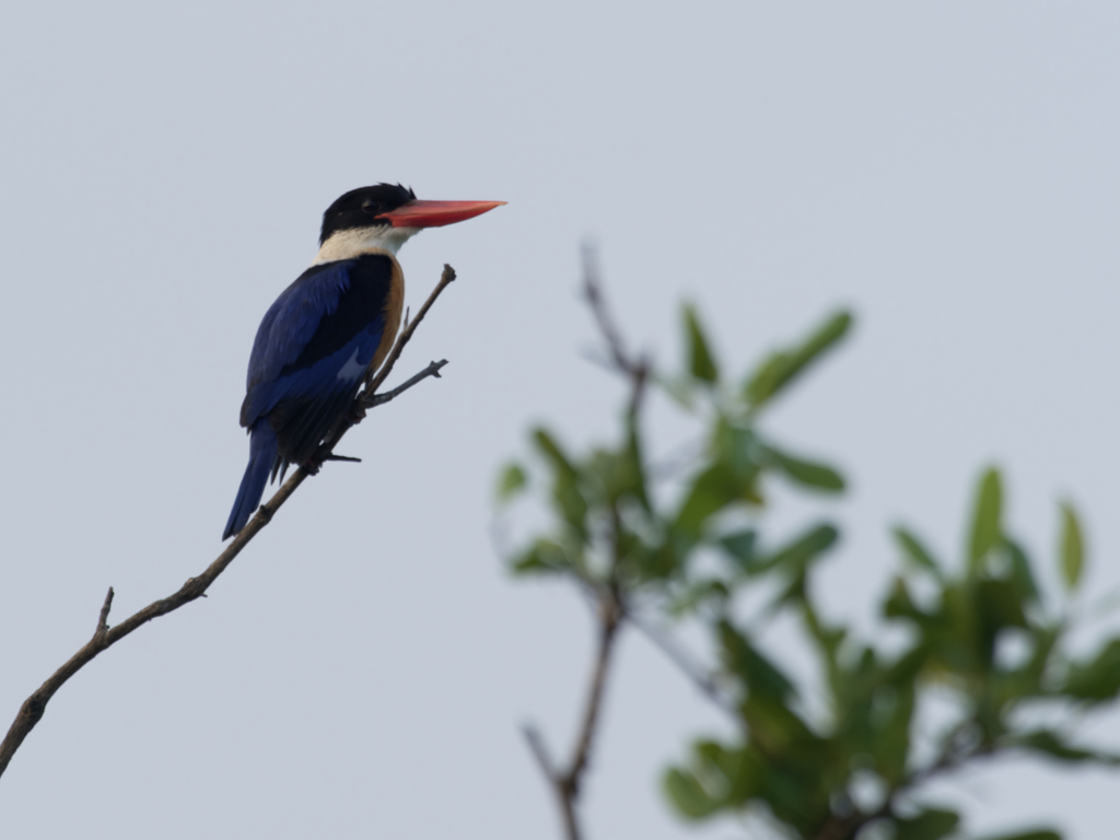 お初！ヤマショウビンm(_ _)m