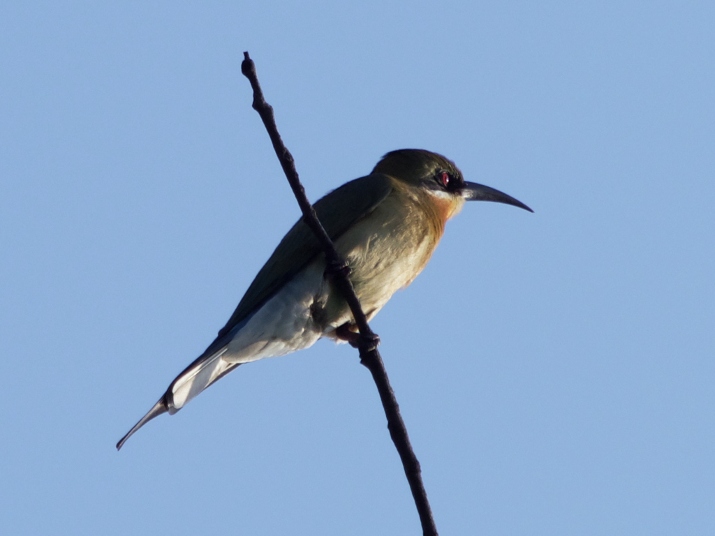 お初！ハチクイ科の鳥！