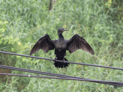 野鳥撮影、インドヒメウ。1