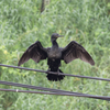 野鳥撮影、インドヒメウ。1