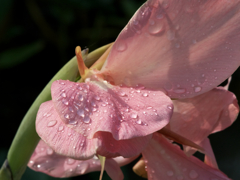 雨上がりを撮りたいPhoto。4