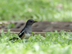 野鳥日記。