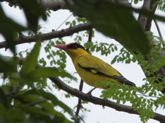 別名、コウチョウ(黄鳥)とのアプリ検索。