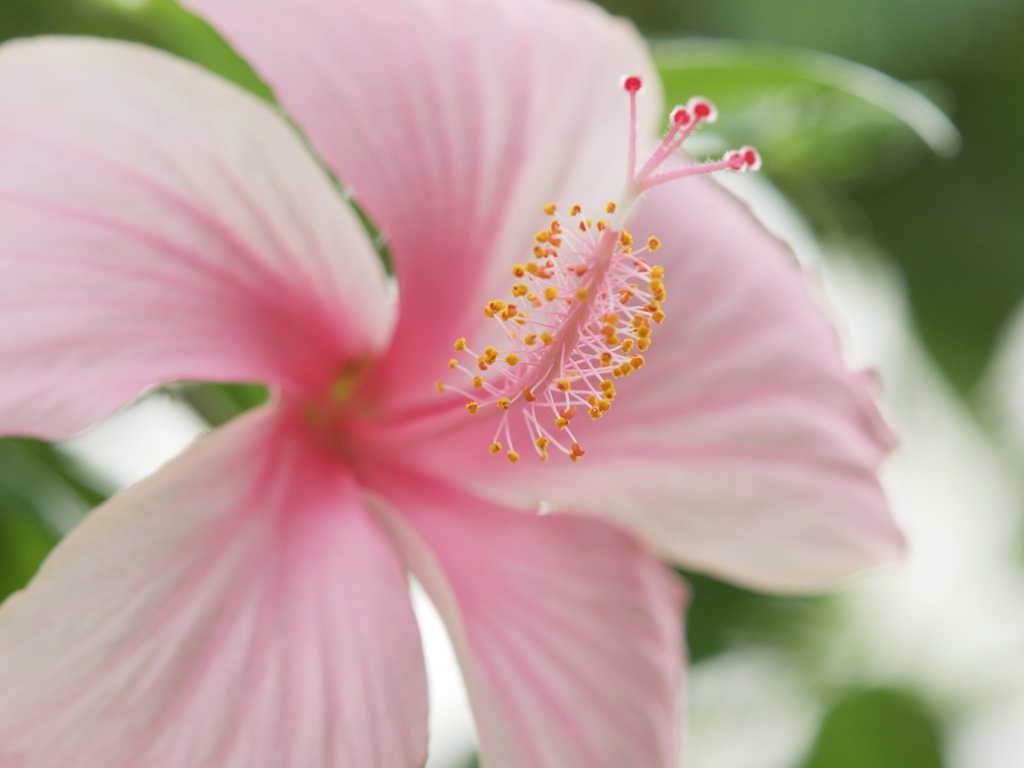 新調レンズPhoto、花2。