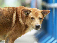 これは前日の300mmレンズで撮った犬でした。