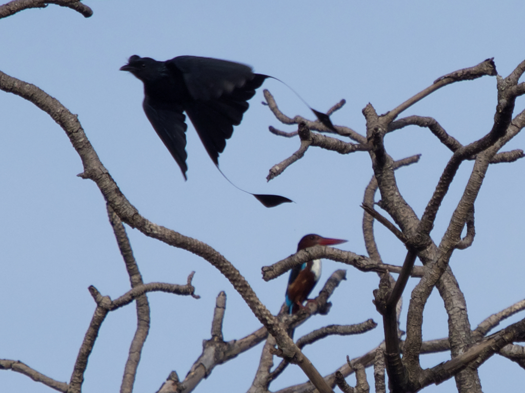 カザリオウチュウwithアオショウビン。1