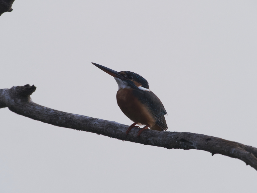 お初！カワセミ^ ^