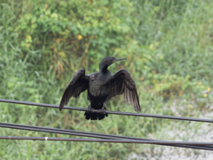 野鳥撮影、インドヒメウ。2