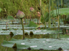 雨上がりを撮りたいPhoto。1