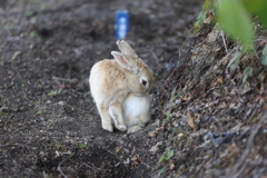 うさぎ島 かわいいうさぎ(5/5)