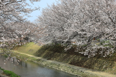 八代水無川沿いのさくら並木2