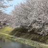 八代水無川沿いのさくら並木2