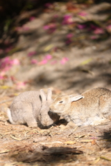 うさぎ島 かわいいうさぎ(4/5)