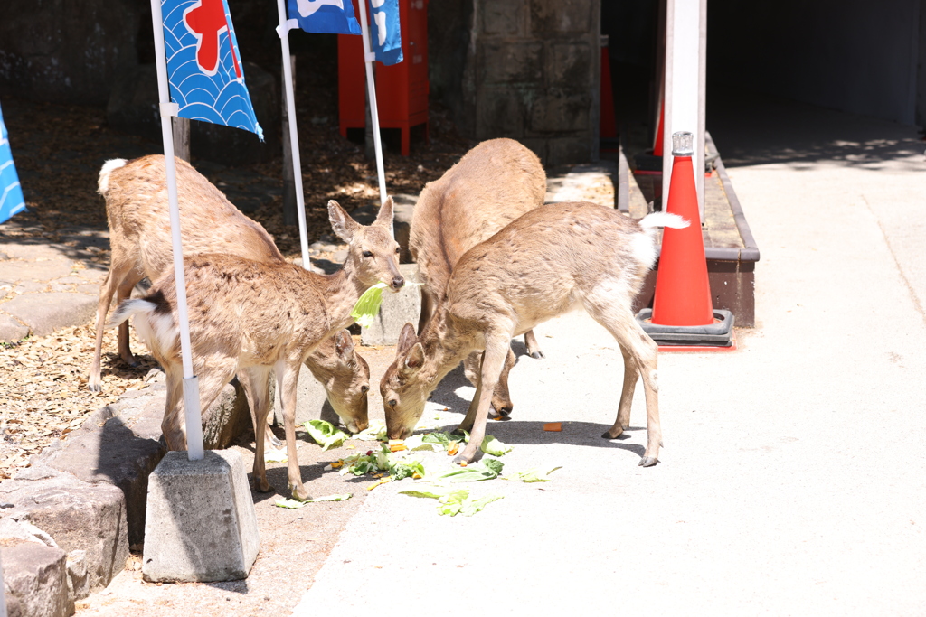 宮島のシカ お店からキャベツを頂いています