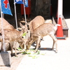 宮島のシカ お店からキャベツを頂いています