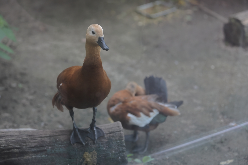 かわいいアカツクシガモ