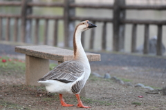 八代城お濠の主ガチョウ