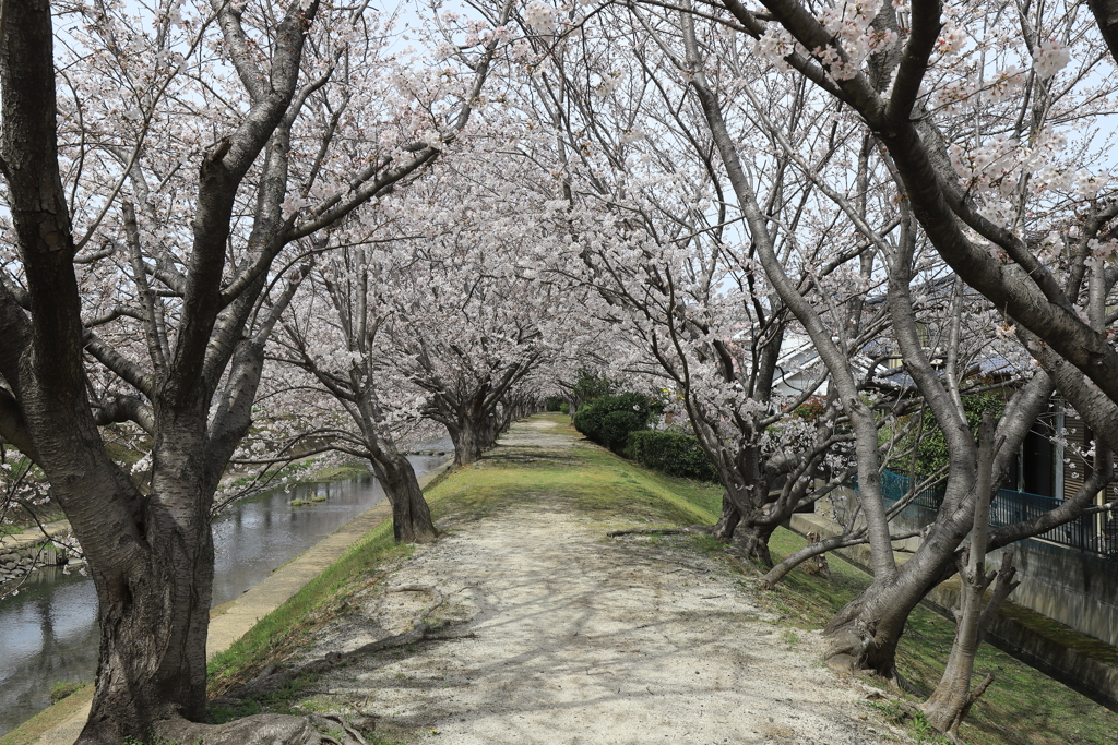 八代水無川沿いのさくら並木