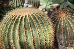 金鯱（熊本市動植物園）