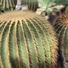 金鯱（熊本市動植物園）