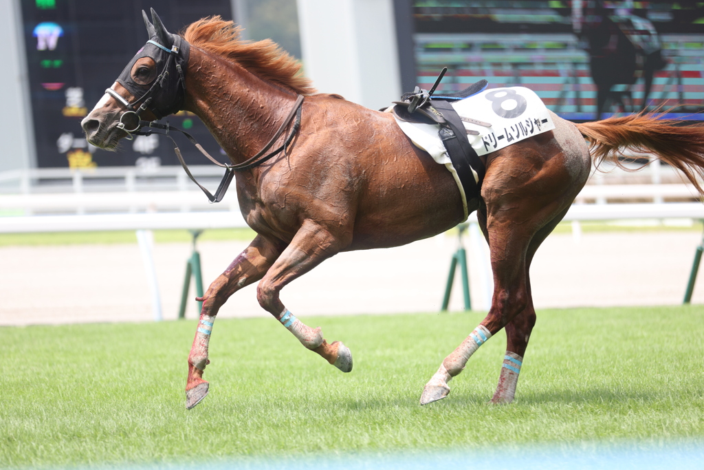小倉4Rで空馬のドリームソルジャーがケガしながら走り続けています