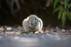 うさぎ島 かわいいうさぎ(1/5)