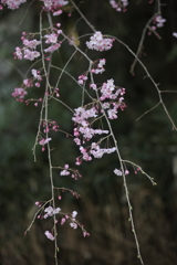 八代城の桜1