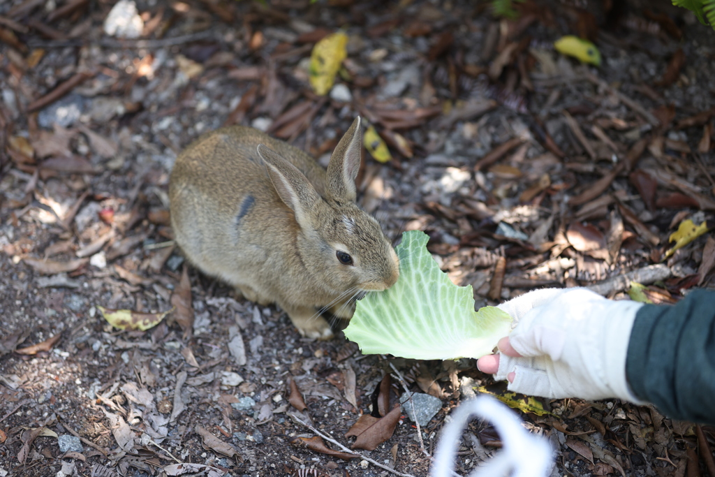 うさぎ島 かわいいうさぎ(3/5)