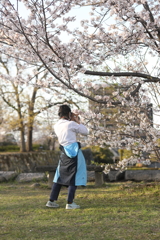 八代城の桜