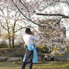 八代城の桜