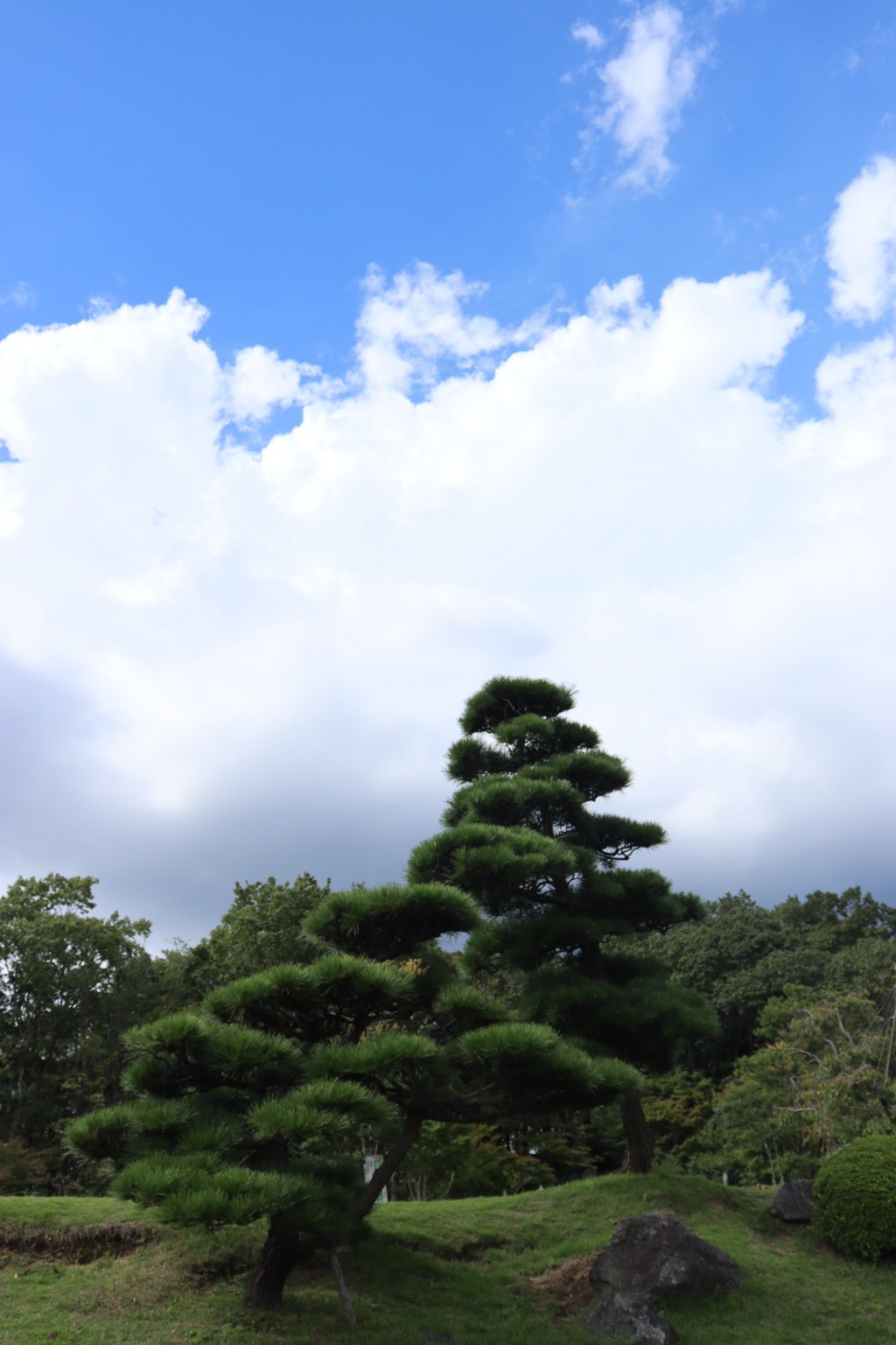 空と松