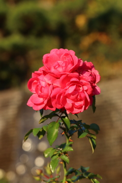 薔薇