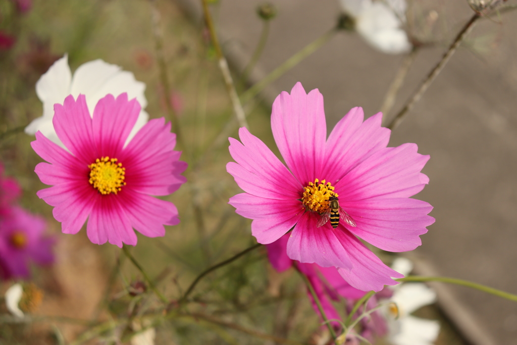 秋桜