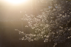 今年も桜が咲いた