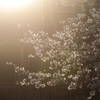 今年も桜が咲いた