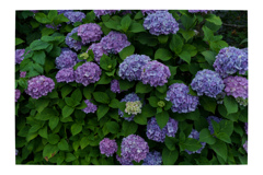 梅雨風物詩を飾る花