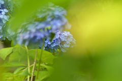 ちらっとこちらを覗く紫陽花