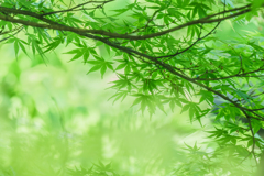 東山が誇る新緑